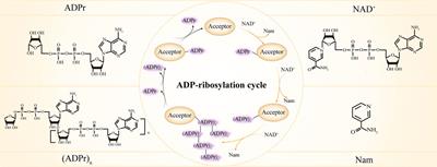 Functional roles of ADP-ribosylation writers, readers and erasers